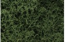 Lichen - Medium Green